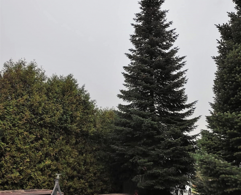 Weihnachtstanne Strandbad 2022 _2